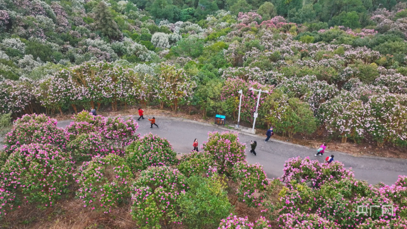 湖南怀化:山茶花盛放 粉色花海诱游人