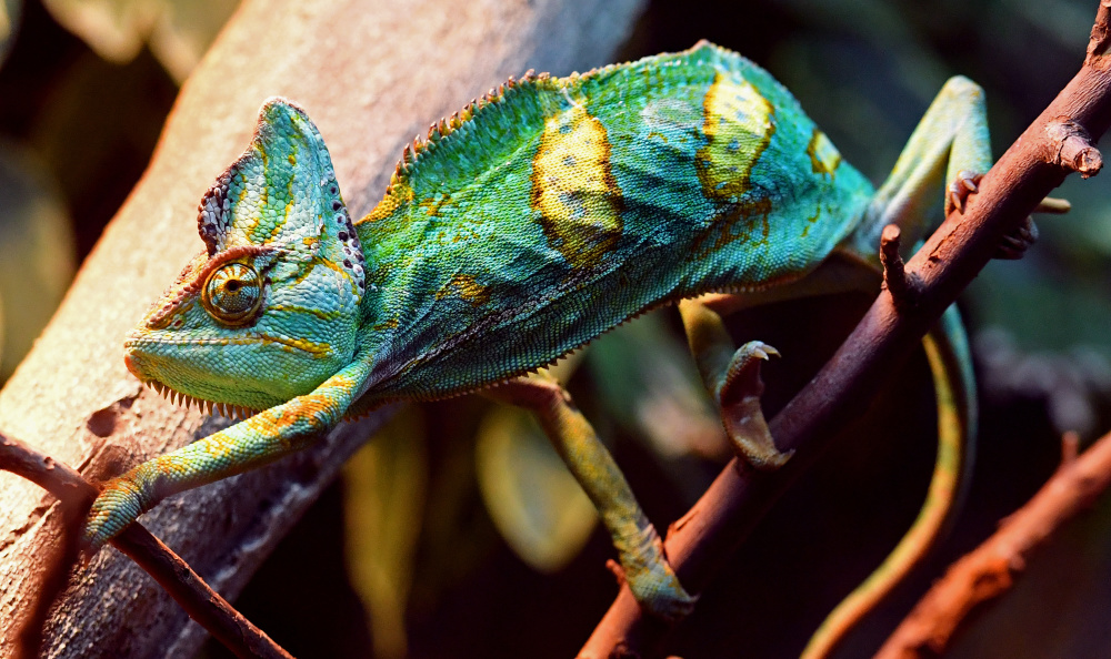 俄罗斯动物园里的爬行动物_腾讯新闻