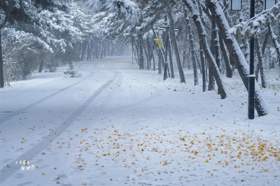 沈阳下大雪了雪中的北陵公园会变成什么样22张照片揭晓答案