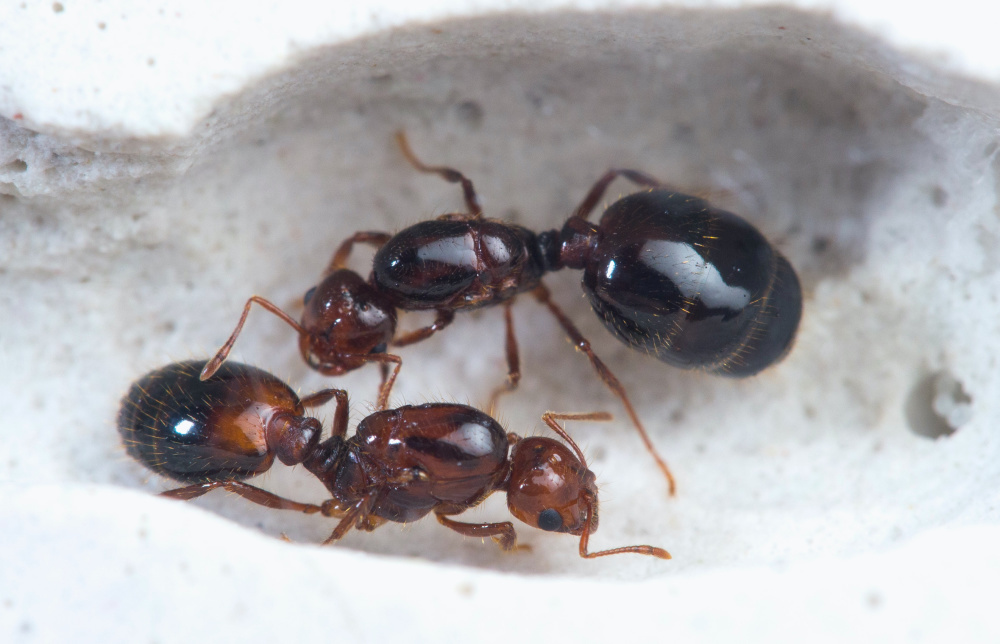 警惕!红火蚁进入活跃期,二十年已入侵我国12省未遇天敌