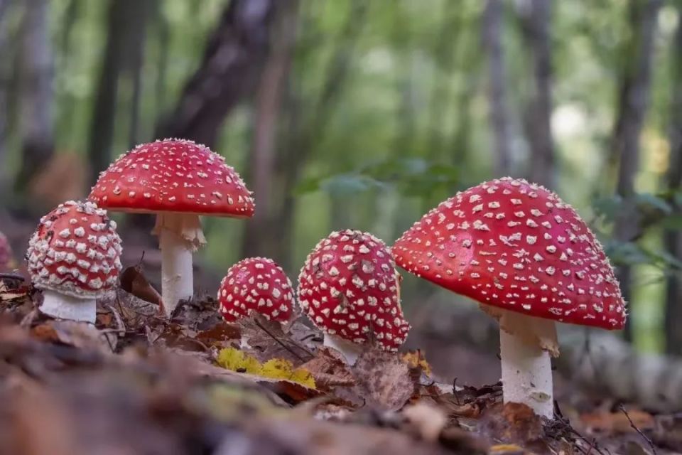 菇勇者们,食用野生菌时小心这些美味陷阱