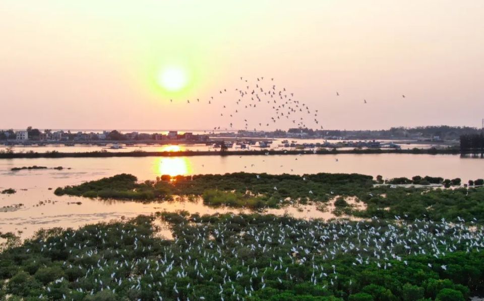 "46113"系列报道丨儋州洋浦:执绿色之笔 绘生态图景_腾讯新闻