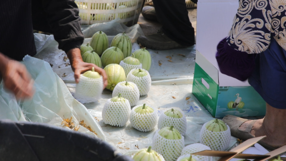 皮薄,蒂圆,络深……快来尝尝金山这里的头茬雪瓜