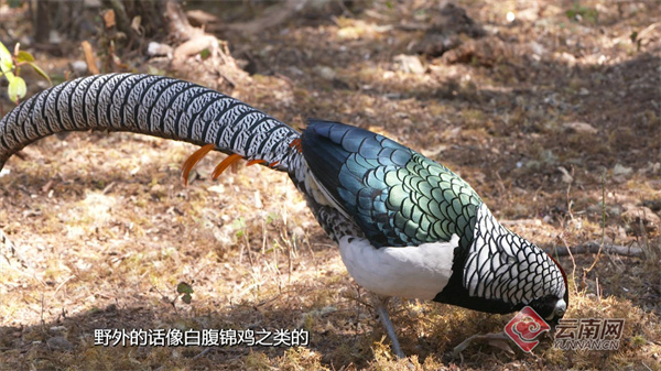 三江在此奔流不息——三江并流成功申报世界自然遗产20周年_腾讯新闻