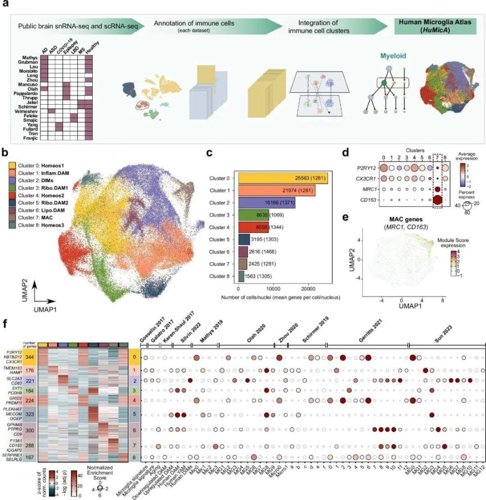 为什么kj更能刺激自己追问daily ｜ 5%神经连接决定95%大脑效率；吃饭快慢谁控制？50英镑3小时造显微镜_https://www.jmylbn.com_新闻资讯_第2张