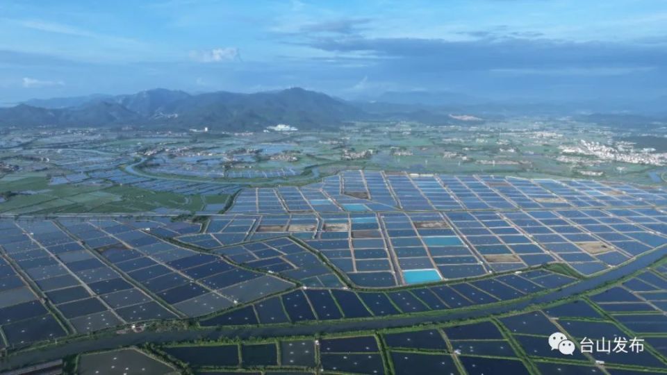 国"鳗"崛起!江门台山以"绿"生"金",鳗"游"四海