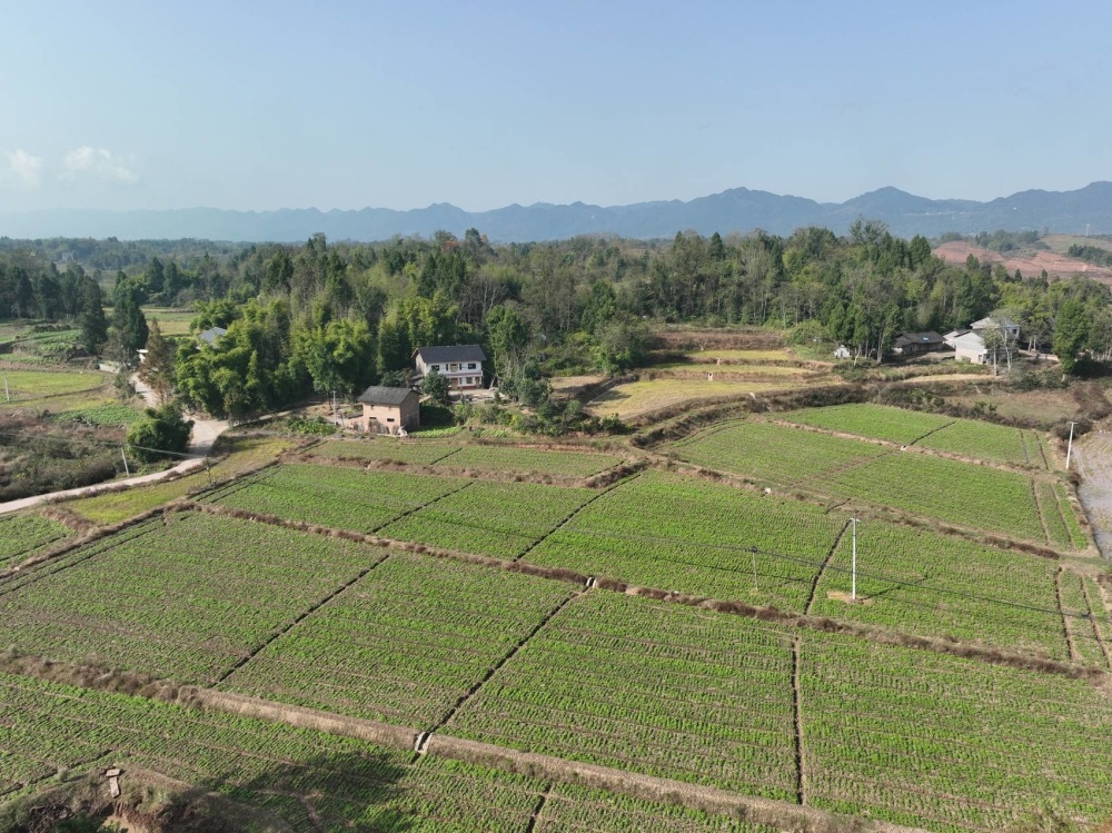 全产业链综合产值约6亿元,川主乡金槐种植基地建成市级现代化农业园区