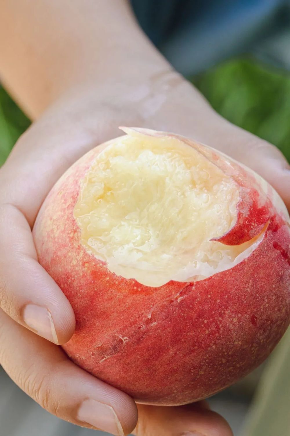 四川的水蜜桃什么时候这么好吃的?_腾讯新闻