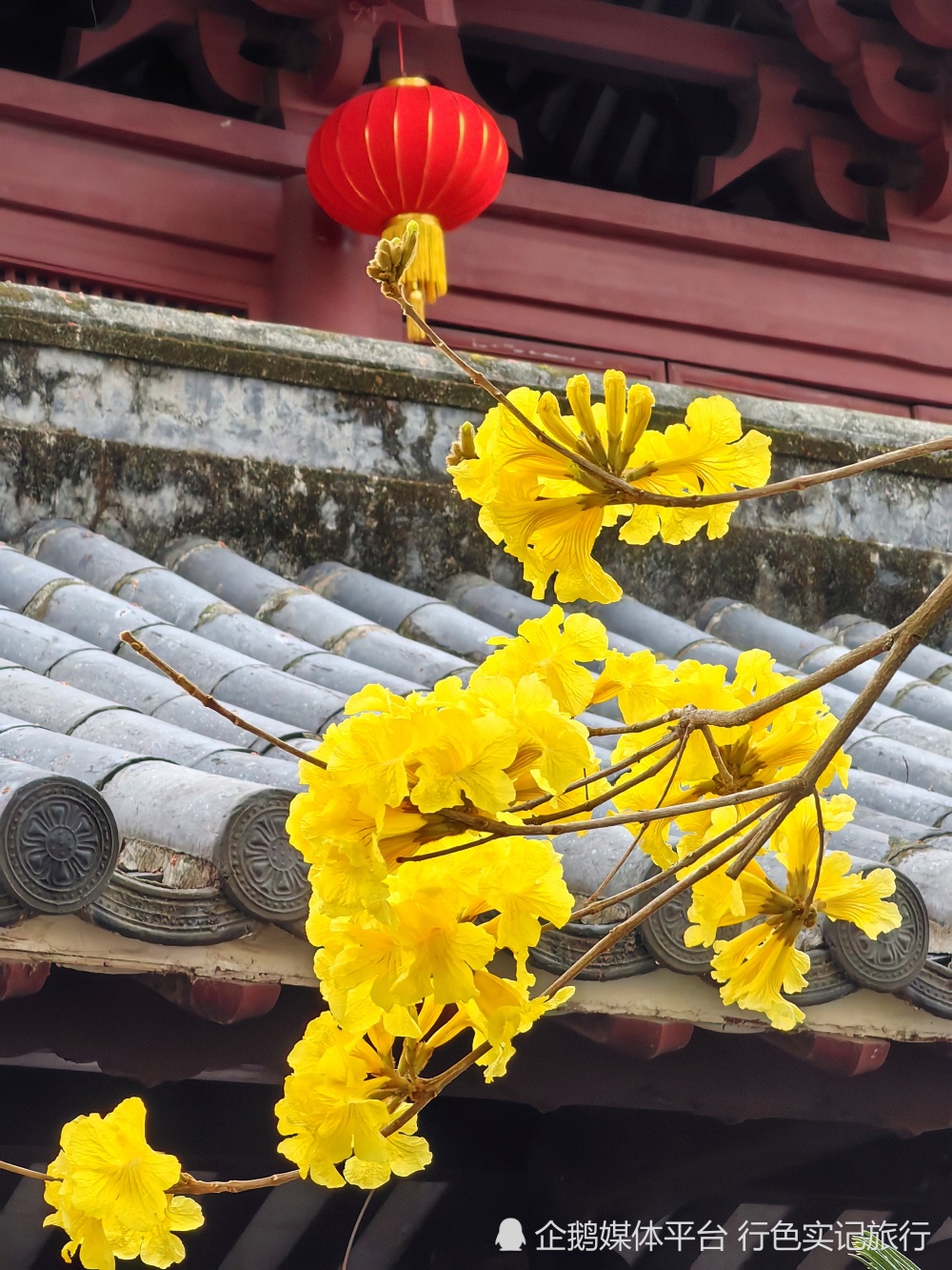 广州光孝寺黄花风铃木竞相绽放,赏花游客蜂拥而至,太美了_腾讯新闻