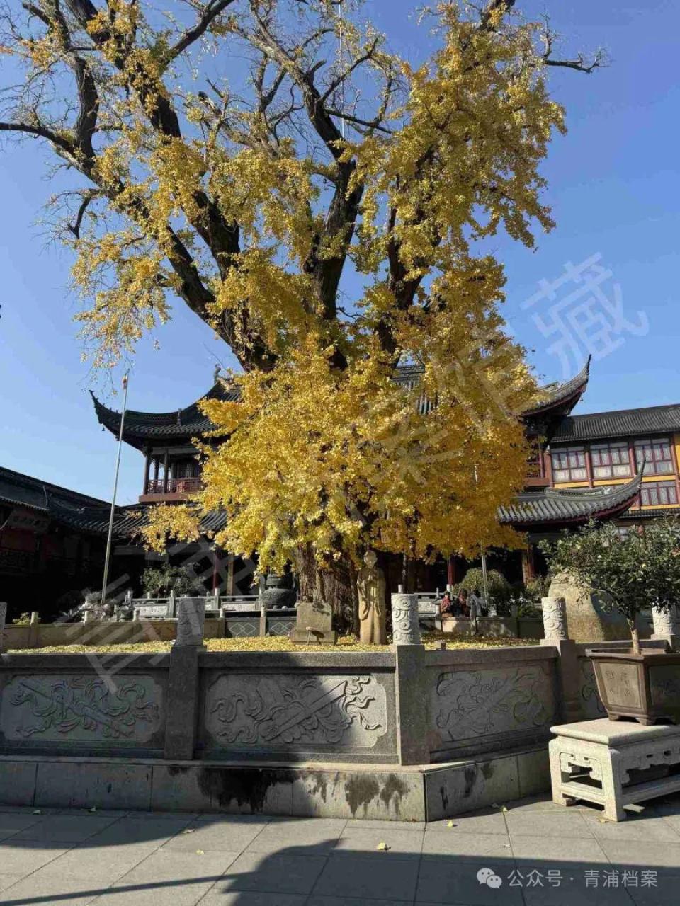 淀山湖畔的那座庙、那棵树_腾讯新闻
