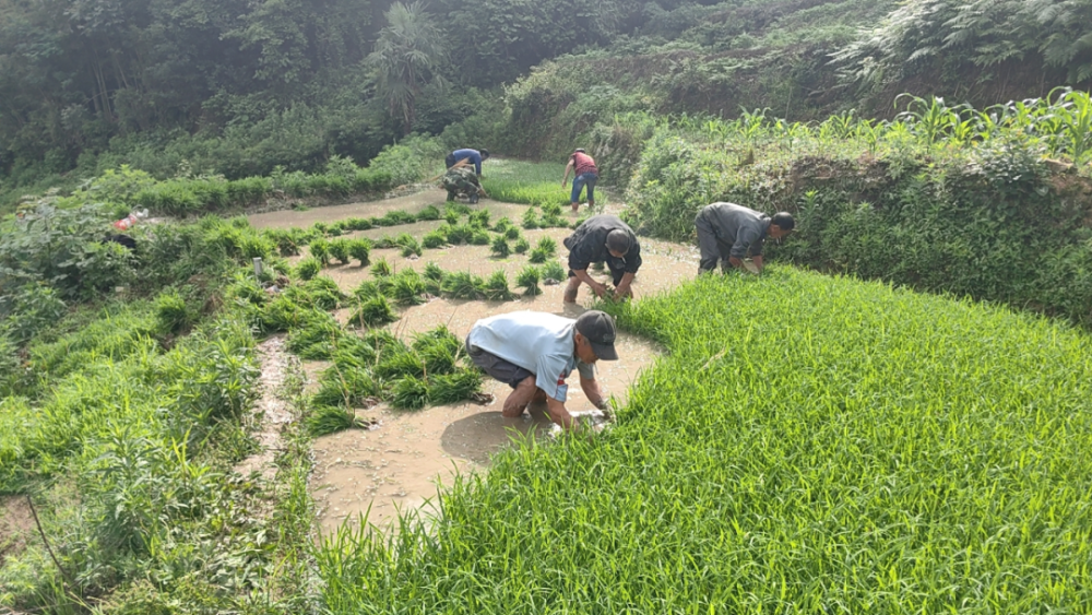 息烽县鹿窝镇:夏种好时节,田间插秧忙