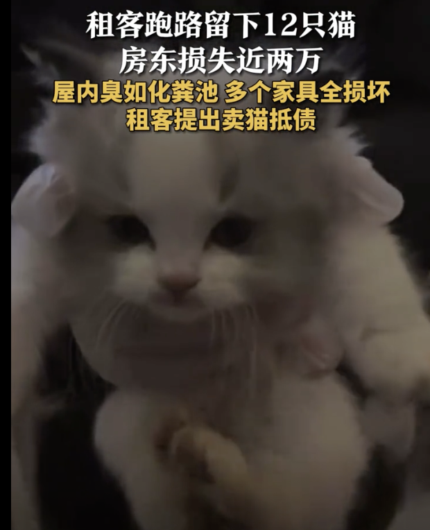 女租客跑了！留下这些抵债…房内臭如化粪池，一进屋就被熏晕