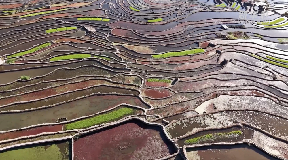 春日限定哈尼梯田换春装