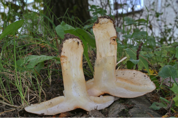 荒野維生野菜系列——楊樹口蘑_騰訊新聞