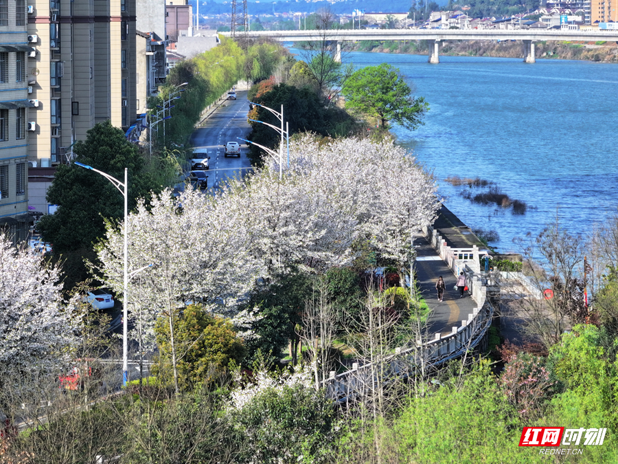 藏在慈利城市里的繁花翻涌春日悸动