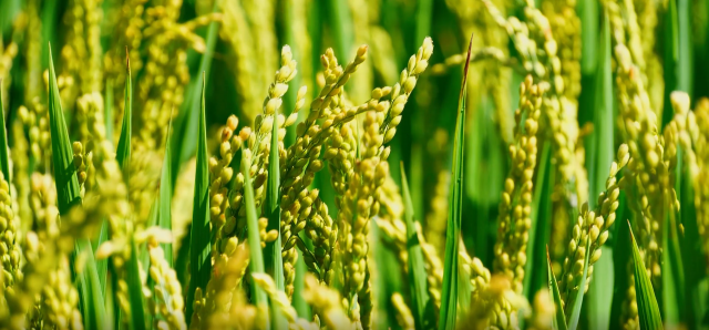 吉林好丰景丨良田良种秋收秋望万昌镇水稻丰收在即