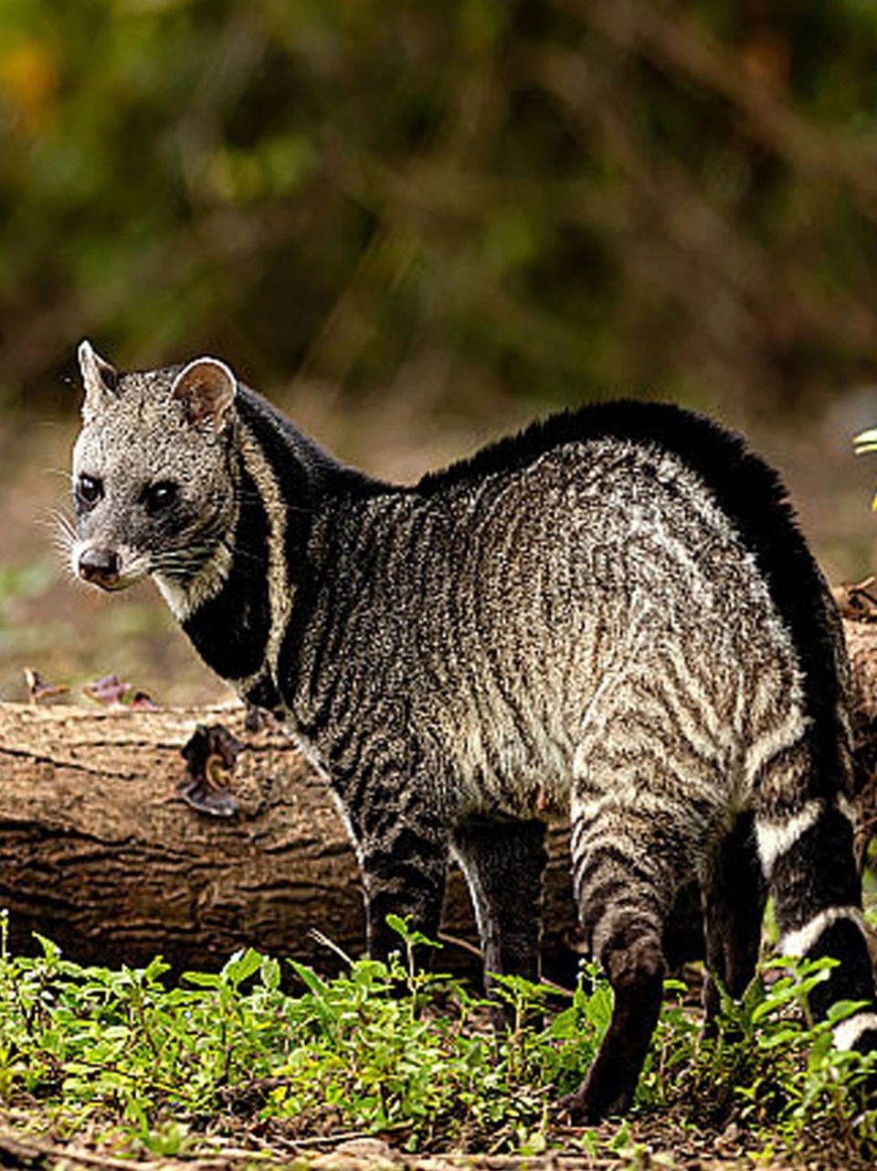 在国际生物多样性日,一起来这座美丽的海岛看看神奇动物吧!