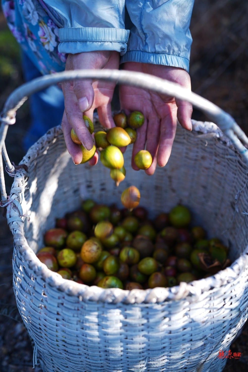图集丨郴州临武:油茶满岗觅籽忙_腾讯新闻