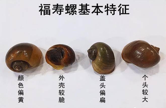 清除福寿螺 保护水环境