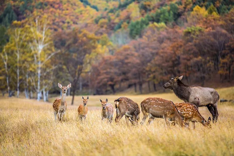 伊春秋季旅游攻略风景怡人的童话世界金山鹿苑