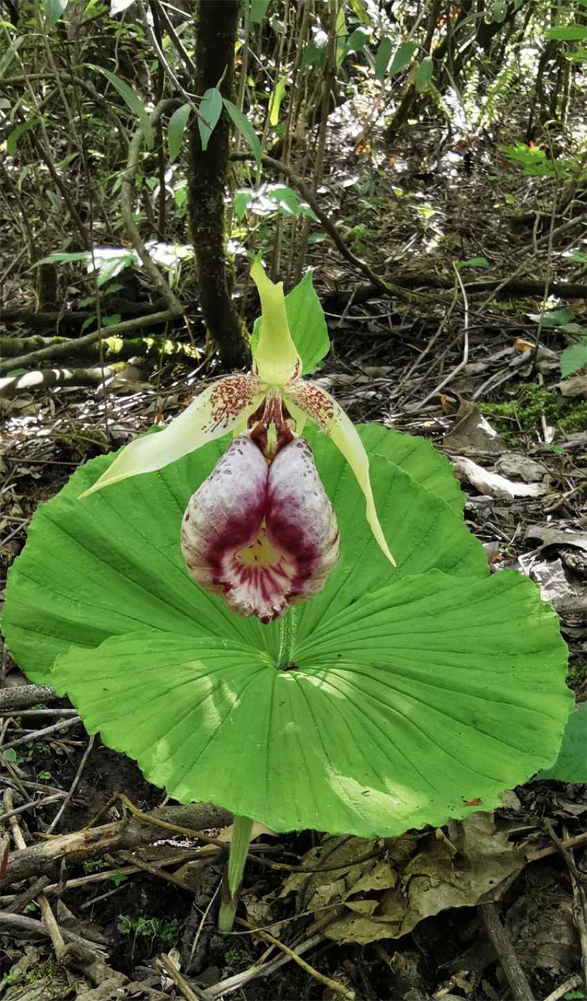 四川花萼山首次拍到 "仙女的拖鞋"扇脉杓兰