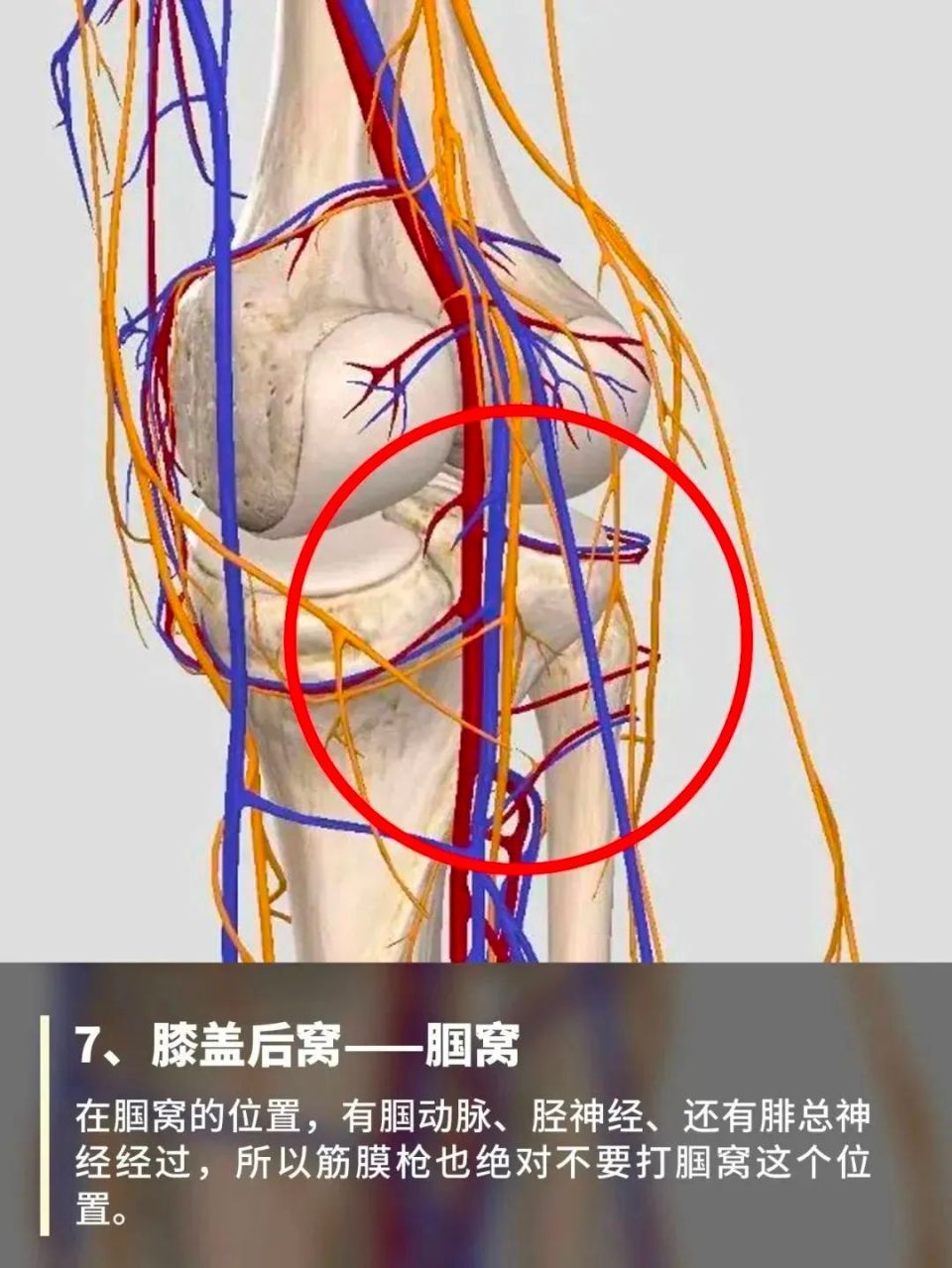 腿窝的位置示意图图片