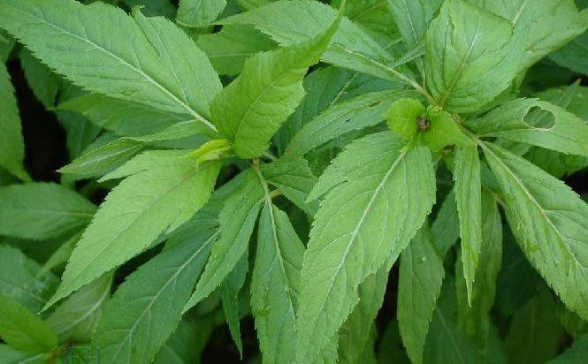 寸草春晖——记忆中端午的那些叶香