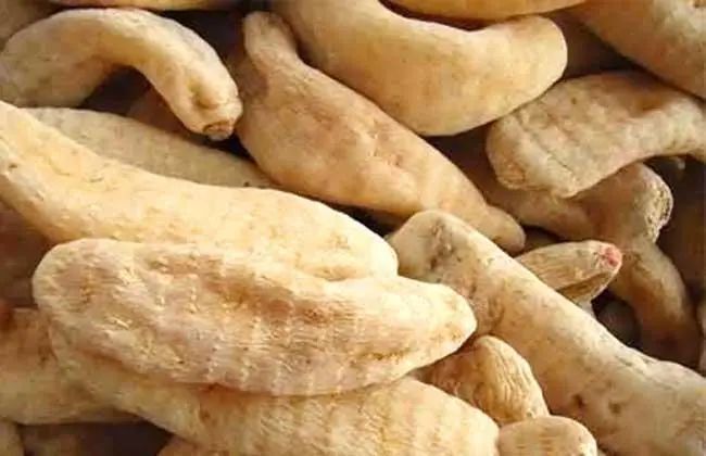 大众健康丨为何市场上的野生天麻多为假货