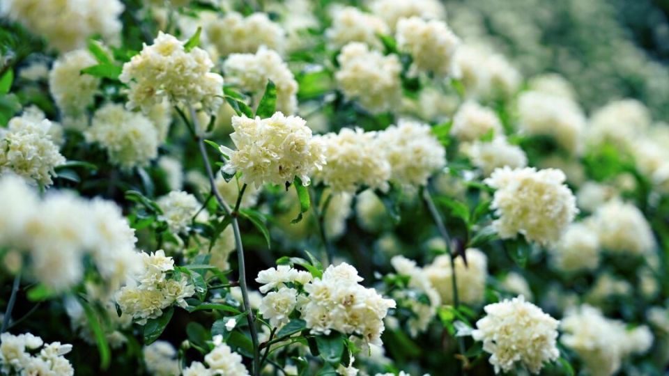 什邡的"七里香"已花开如瀑!打卡拍照巨出片……_腾讯新闻