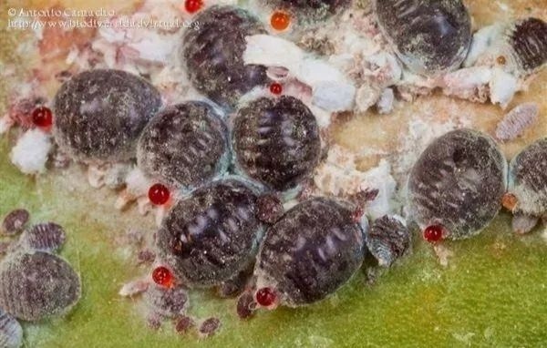 好虫or坏虫?全国生态日,来了解虫虫