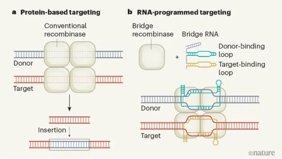 《自然》双重磅：下一代基因组编辑技术诞生！张锋学生开发“桥接RNA”编辑系统，可直接在两个DNA分子间进行序列特异性重排_腾讯新闻