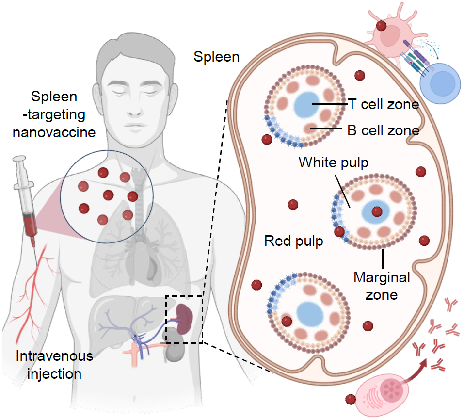 Adv Healthc Mater｜上海交大艾相昭/李荣秀团队综述脾脏靶向的新型纳米疫苗用于免疫治疗_腾讯新闻