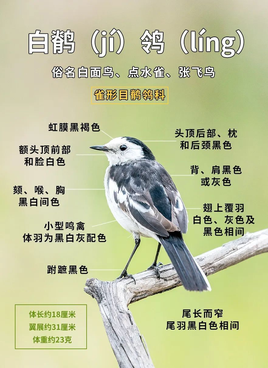 为什么鸟类会飞？