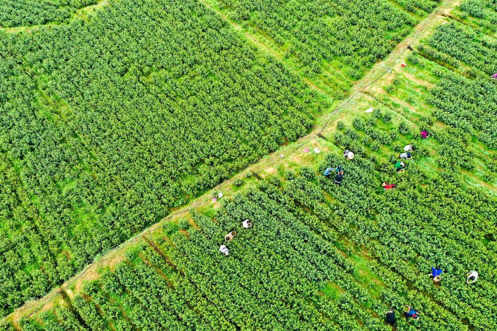 怀化中方:春意盎然茶飘香_腾讯新闻