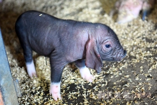 上海"四大名猪"保育调查|嘉定梅山猪:"国宝"四脚白,重现市民餐桌_腾讯