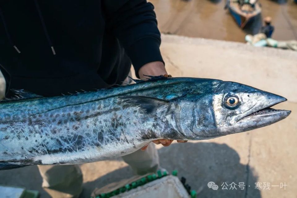 寻找浙江春季时令海鲜"川乌",为何这普通的马鲛鱼,能卖到一百块一斤?