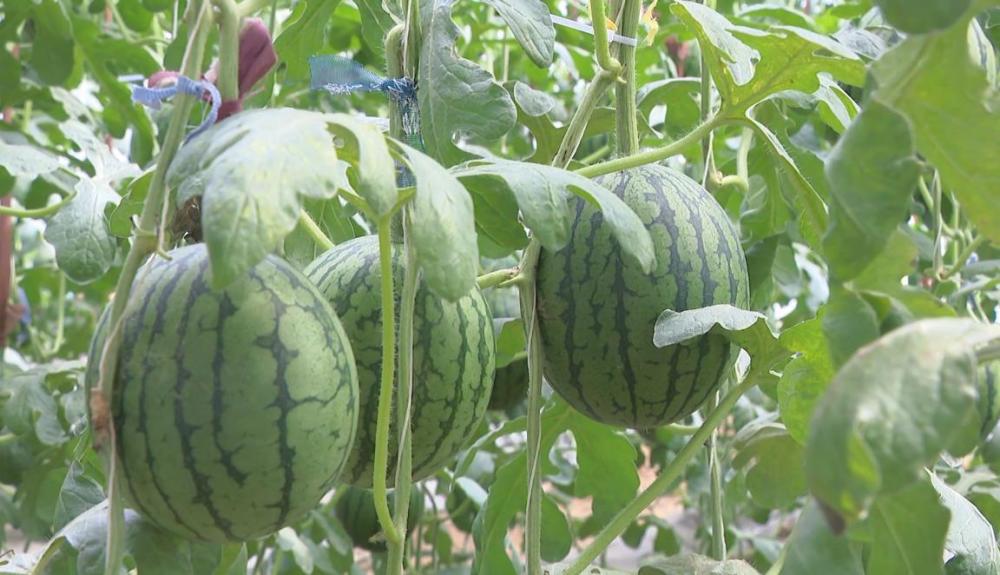 平谷区西柏店村"京秀"小西瓜五一迎来采摘期_腾讯新闻