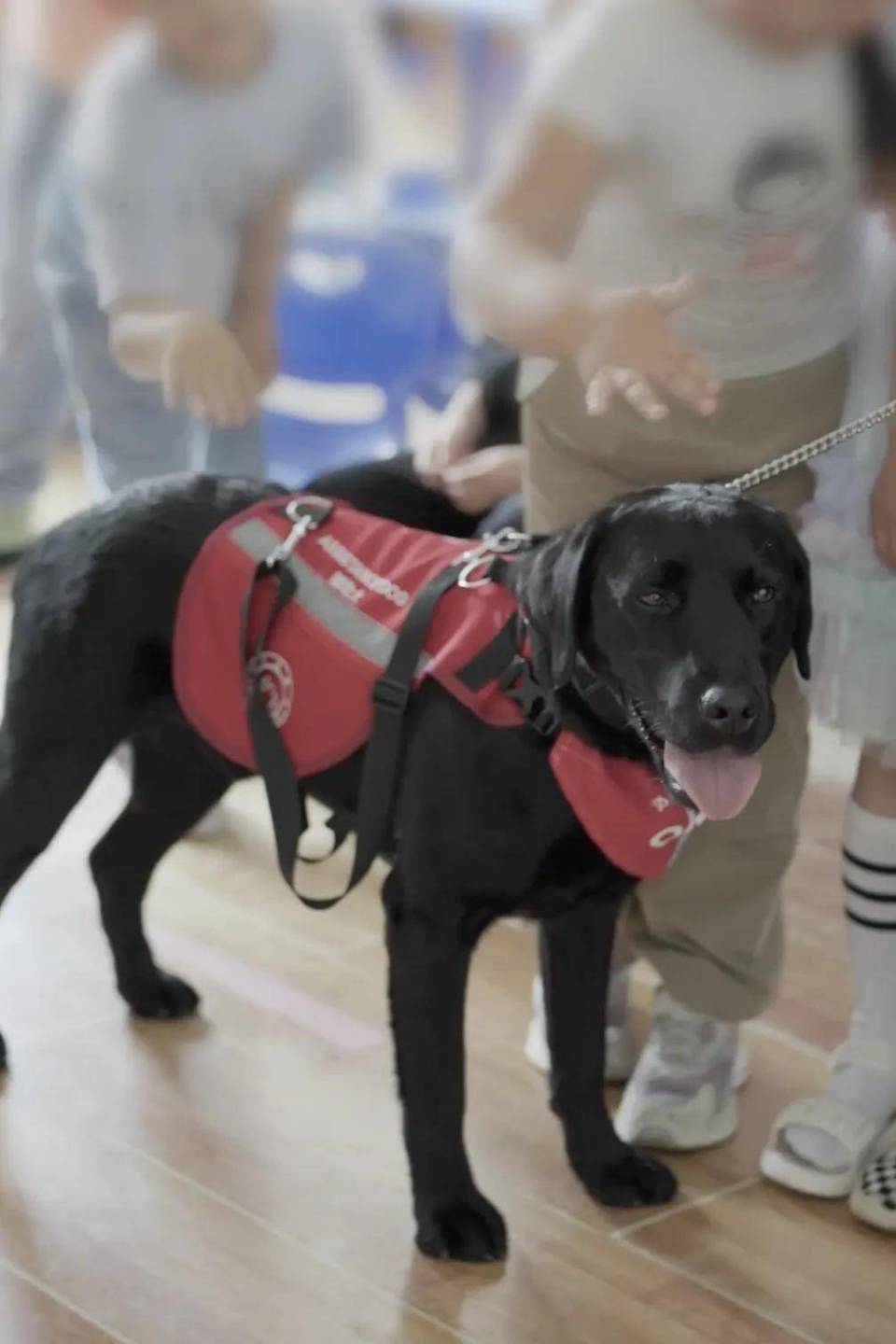 中国第一批孤独症辅助犬
