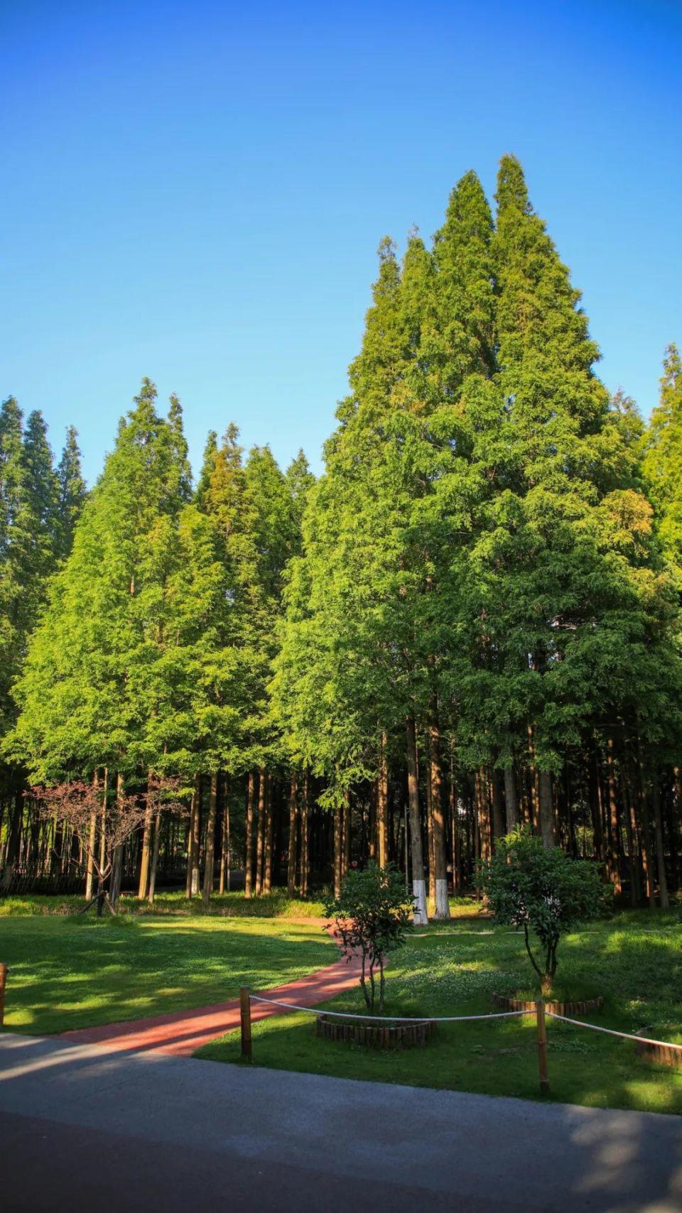 绿树阴浓夏日长一起邂逅日照最美林荫道
