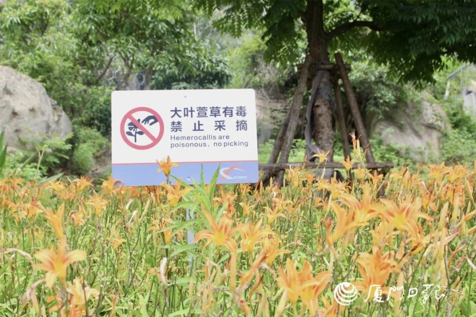 厦门山海健康步道种植有大叶萱草,管理方还特意设置警示牌,提醒有毒