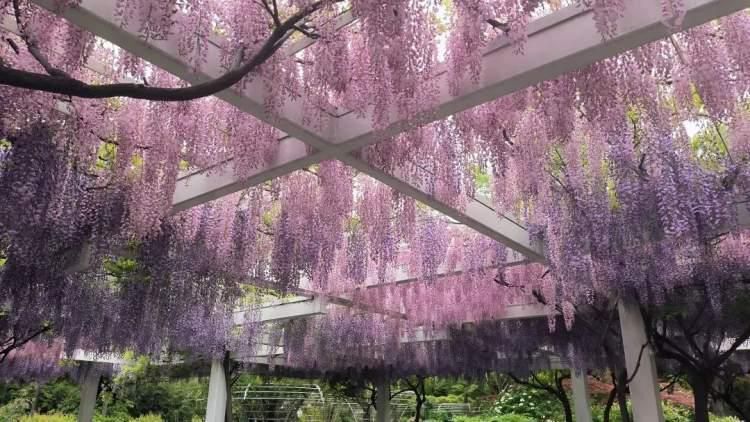 紫藤花（日本紫藤花图片） 第1张