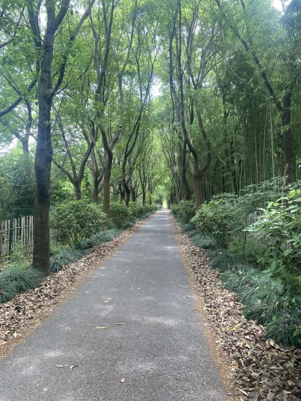 壁纸 风景 植物 桌面 960_1280 竖版 竖屏 手机