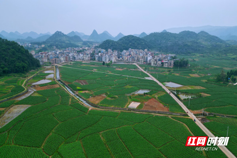 嘉禾广发镇:忠良村里话乡村振兴