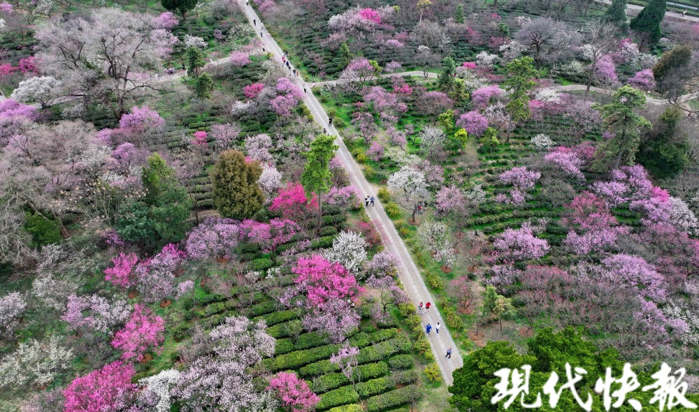 雨花台风景区梅岗,玄武湖公园,溧水傅家边"盛开的梅花,你挨着我,我