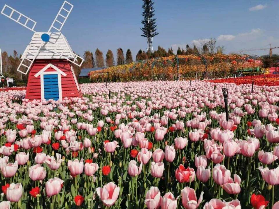 捞渔河湿地公园郁金香花展开幕!门票20元/人