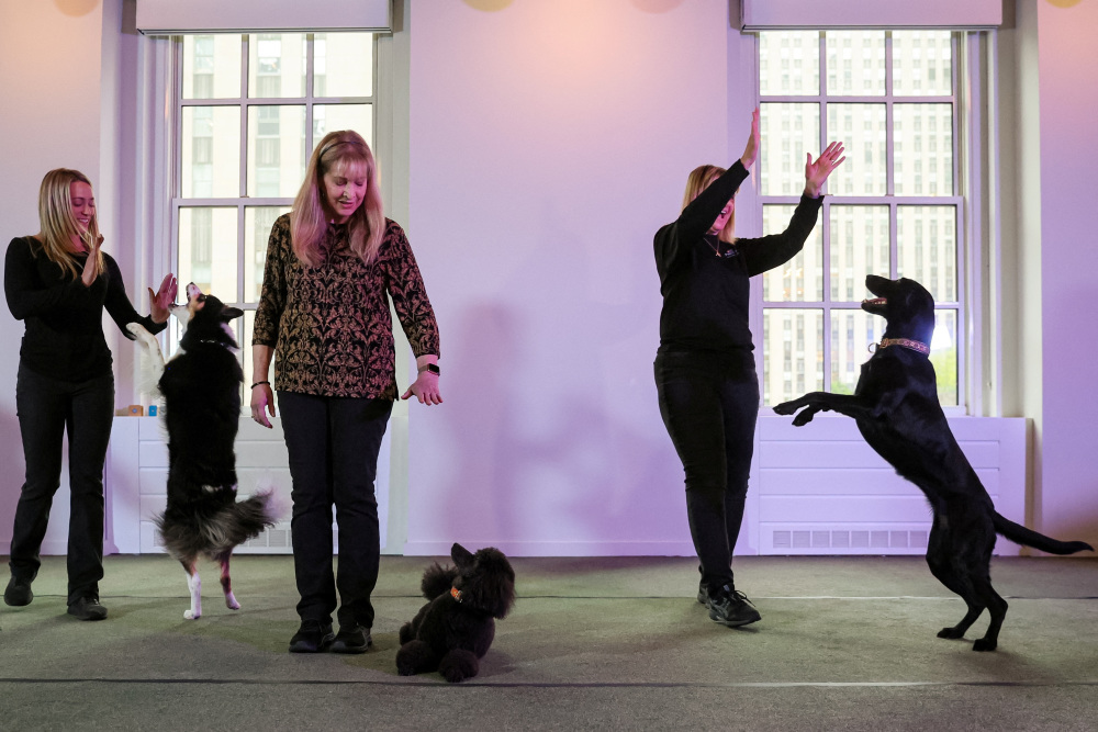 在美国纽约举行的威斯敏斯特犬展新闻发布会上拍摄的一只克罗福兰德犬