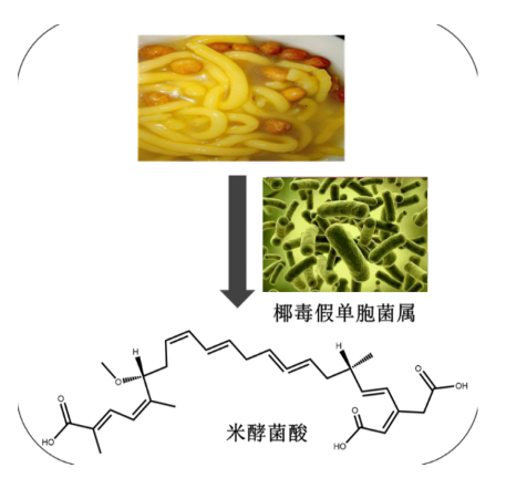夏季高温,警惕米酵菌酸中毒