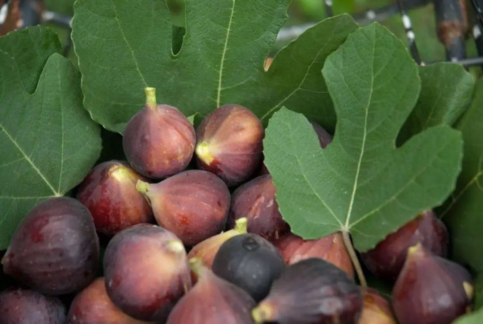 埃及西奈沙漠中的野生无花果