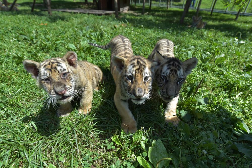 黑龙江牡丹江:东北虎宝宝夏日显萌态