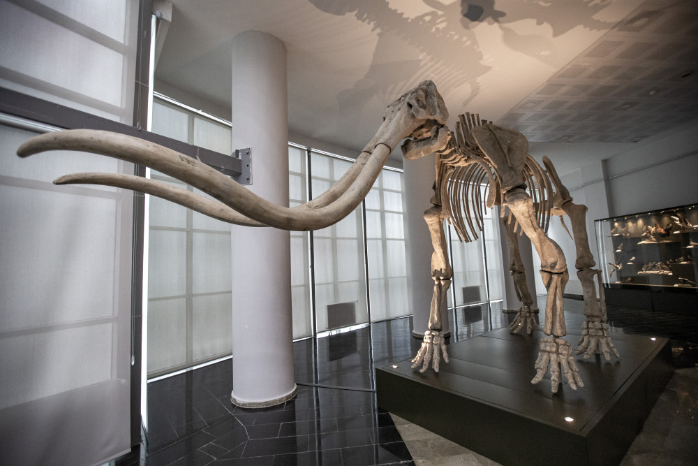当地时间2023年6月15日,土耳其埃尔祖鲁姆一家博物馆展出的猛犸象化石